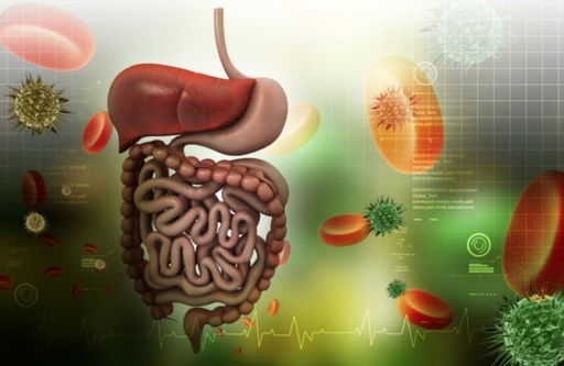 Web-Formation 122.3 Troubles gastro-intestinaux et Sibo, partie 2